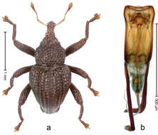 Image of Trigonopterus lampungensis Riedel 2014