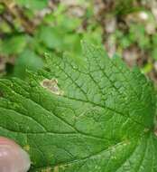 Image of Calycomyza verbenae Hering 1951