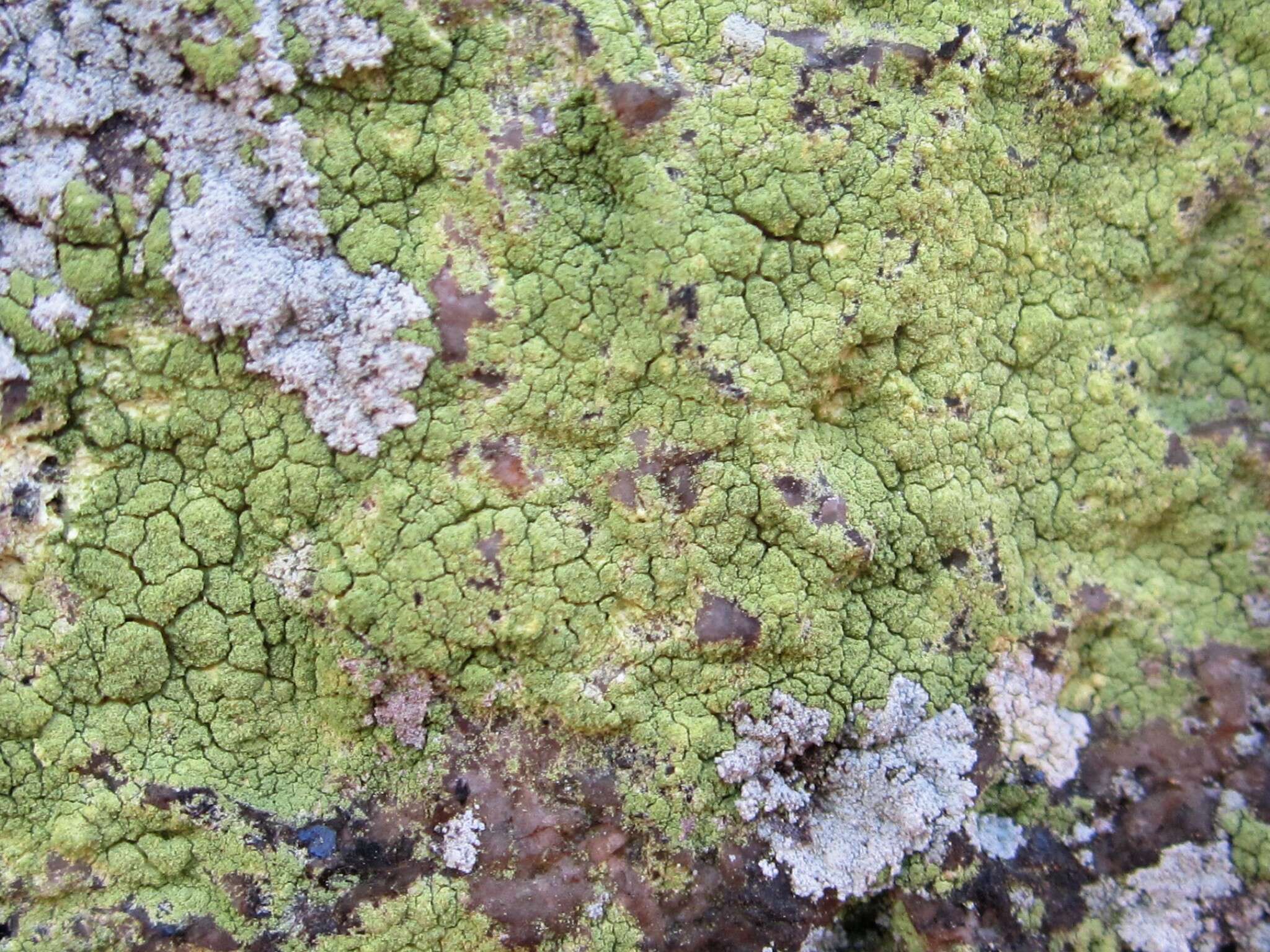 Image of Sulphur dust lichen