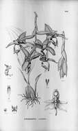 Image of Stanhopea oculata (Lodd.) Lindl.