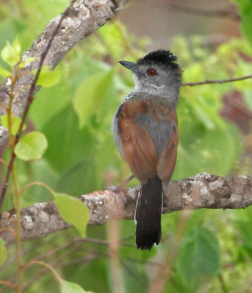 Image of Rufous-winged Antshrike