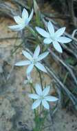 Image of Ornithogalum hispidum subsp. bergii (Schltdl.) Oberm.