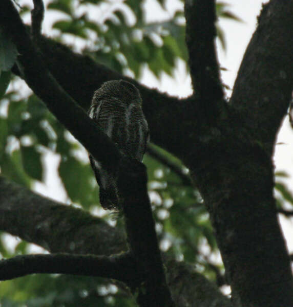 Image of Asian Barred Owlet