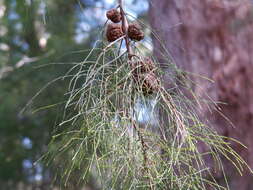 Image of Allocasuarina decussata (Benth.) L. A. S. Johnson