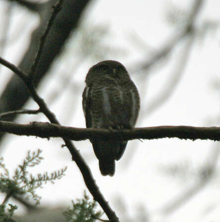 Image of Asian Barred Owlet