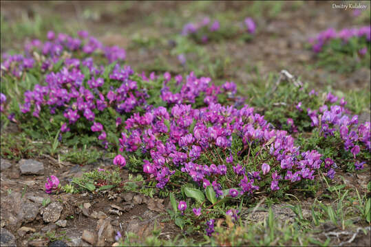 Image de Oxytropis revoluta Ledeb.