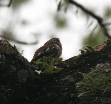 Image of Asian Barred Owlet