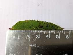 Image de Sorbus decora (Sarg.) Schneid.