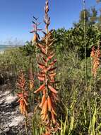 Image of aloe