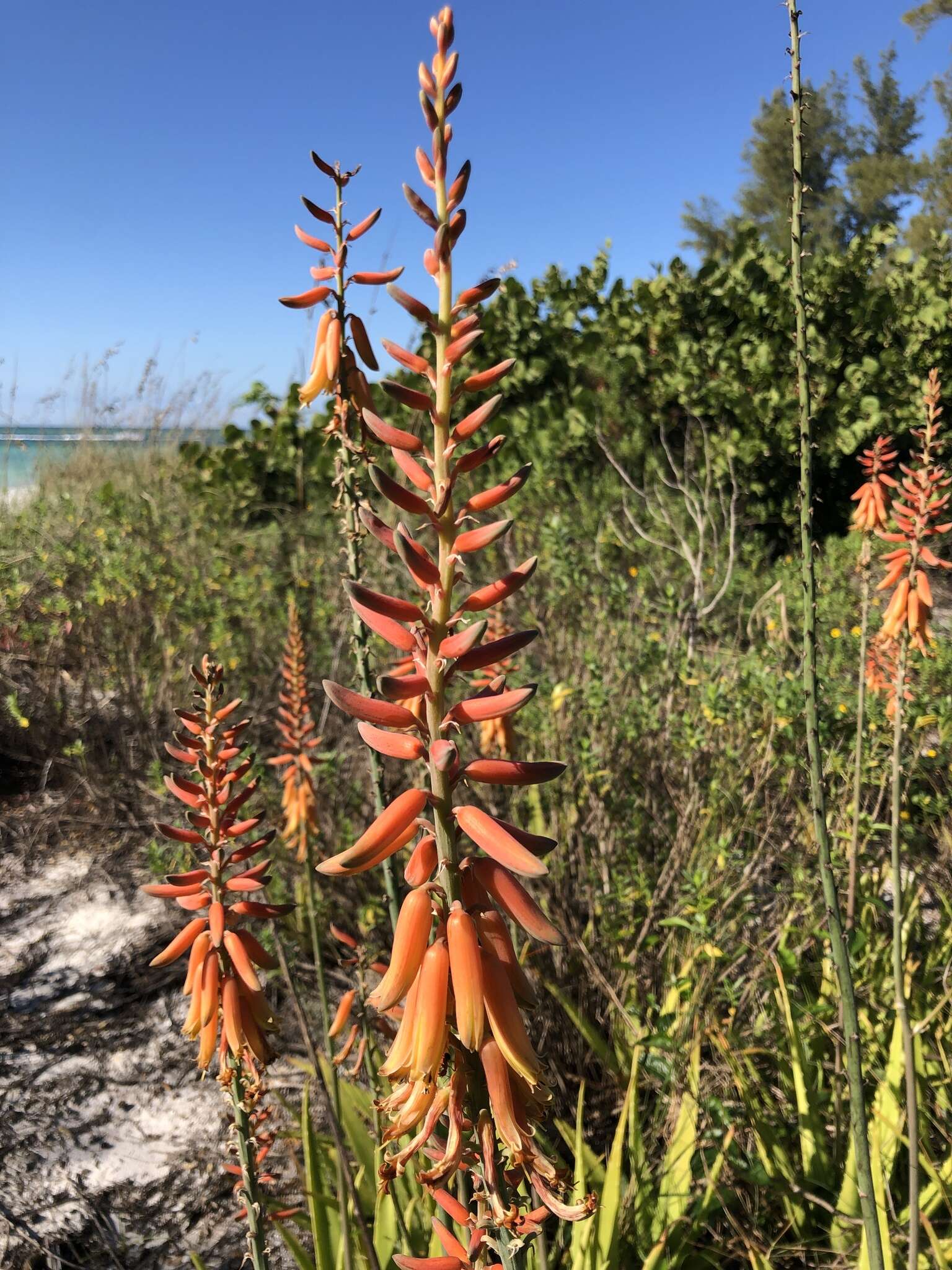 Image of aloe