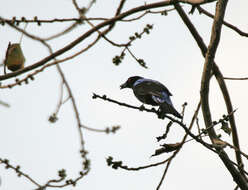 Image of fairy-bluebirds