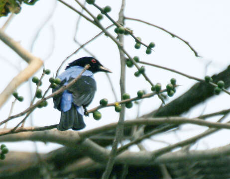 Image of Fairy-bluebird