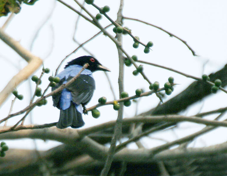 Image of fairy-bluebirds