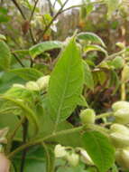 Image de Solanum didymum Dun.