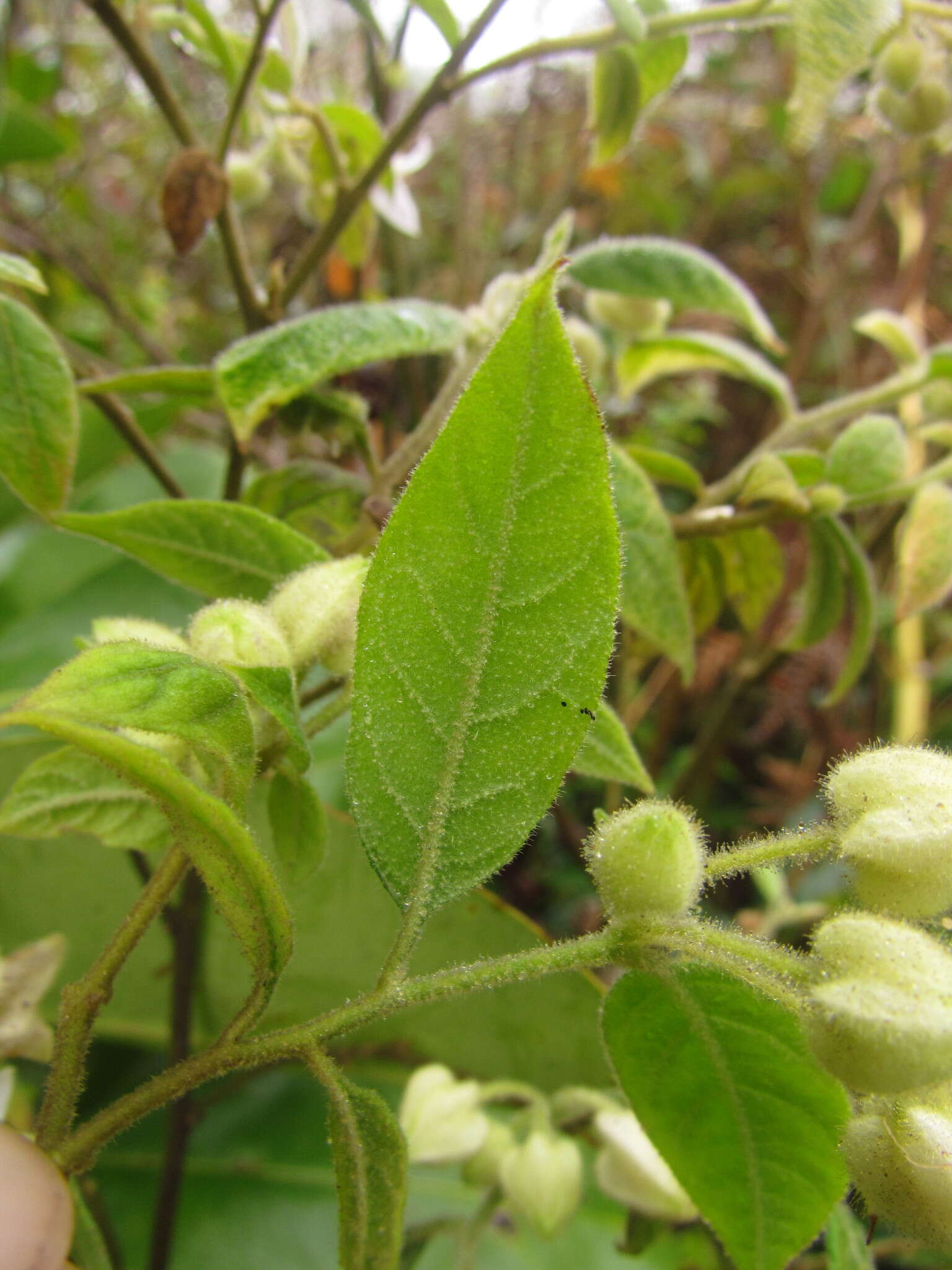 Image de Solanum didymum Dun.