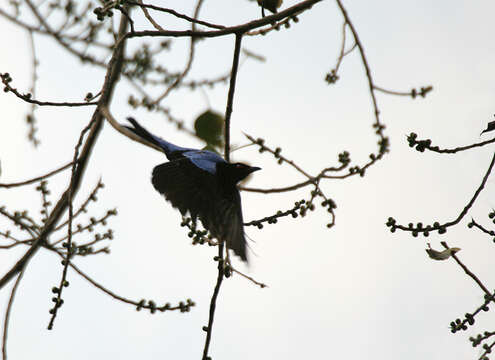 Image of Fairy-bluebird