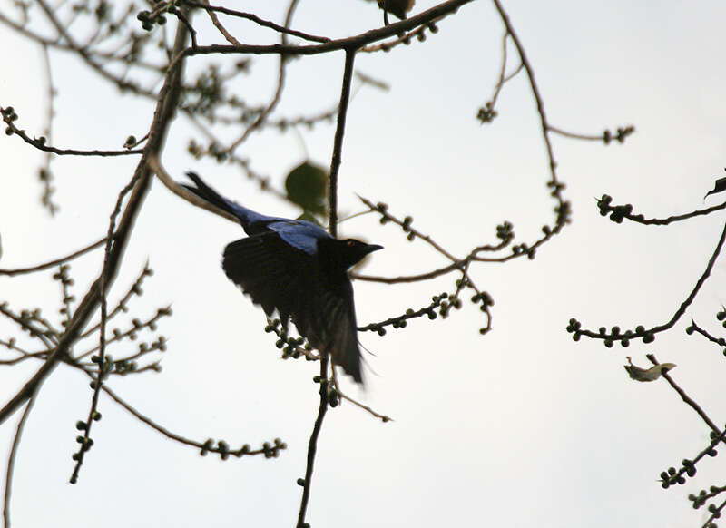 Image of fairy-bluebirds