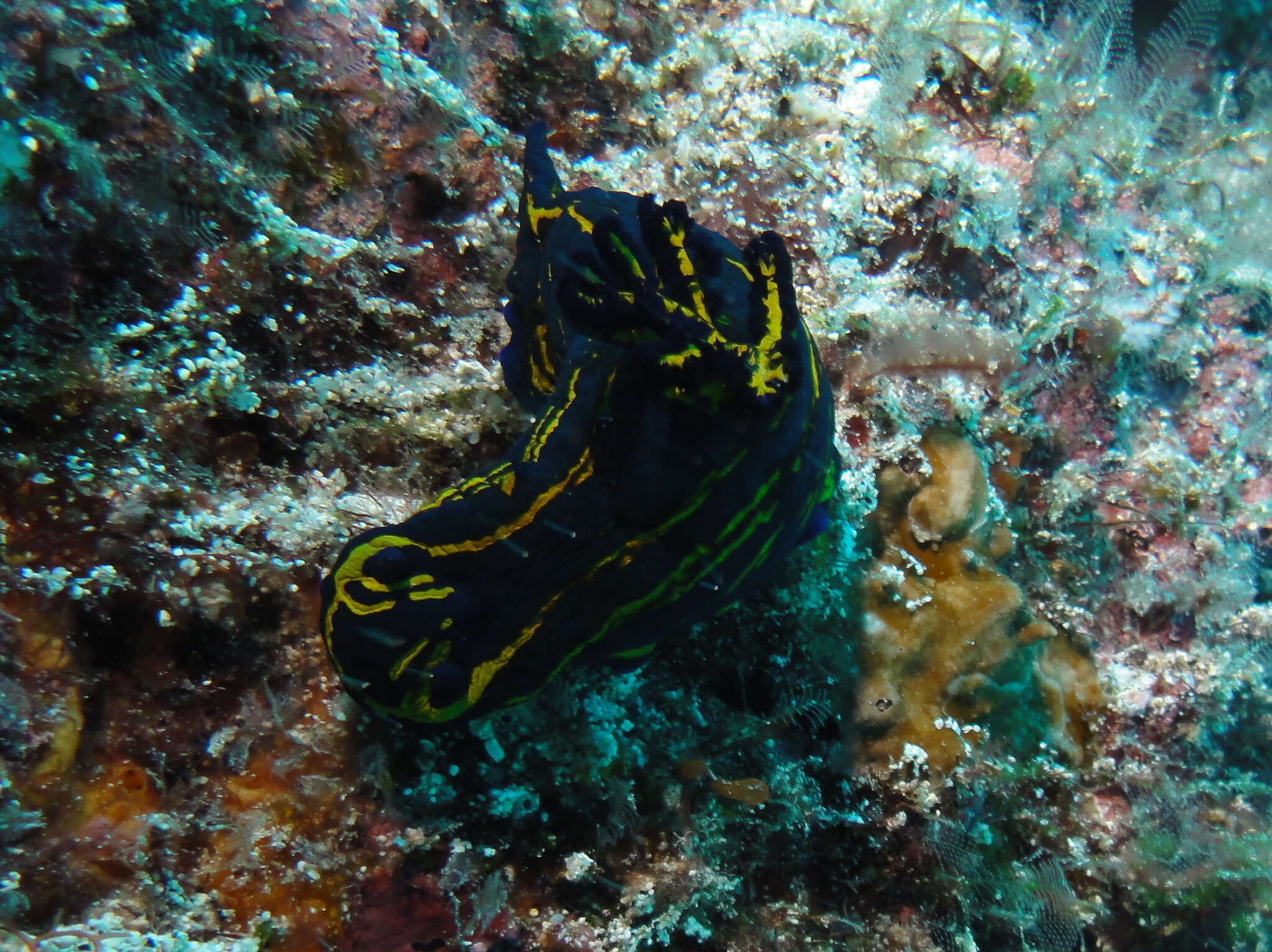 Image of Tyrannodoris caboverdensis (Pola, Cervera & Gosliner 2003)