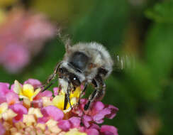 Image of Anthophora plumipes (Pallas 1772)