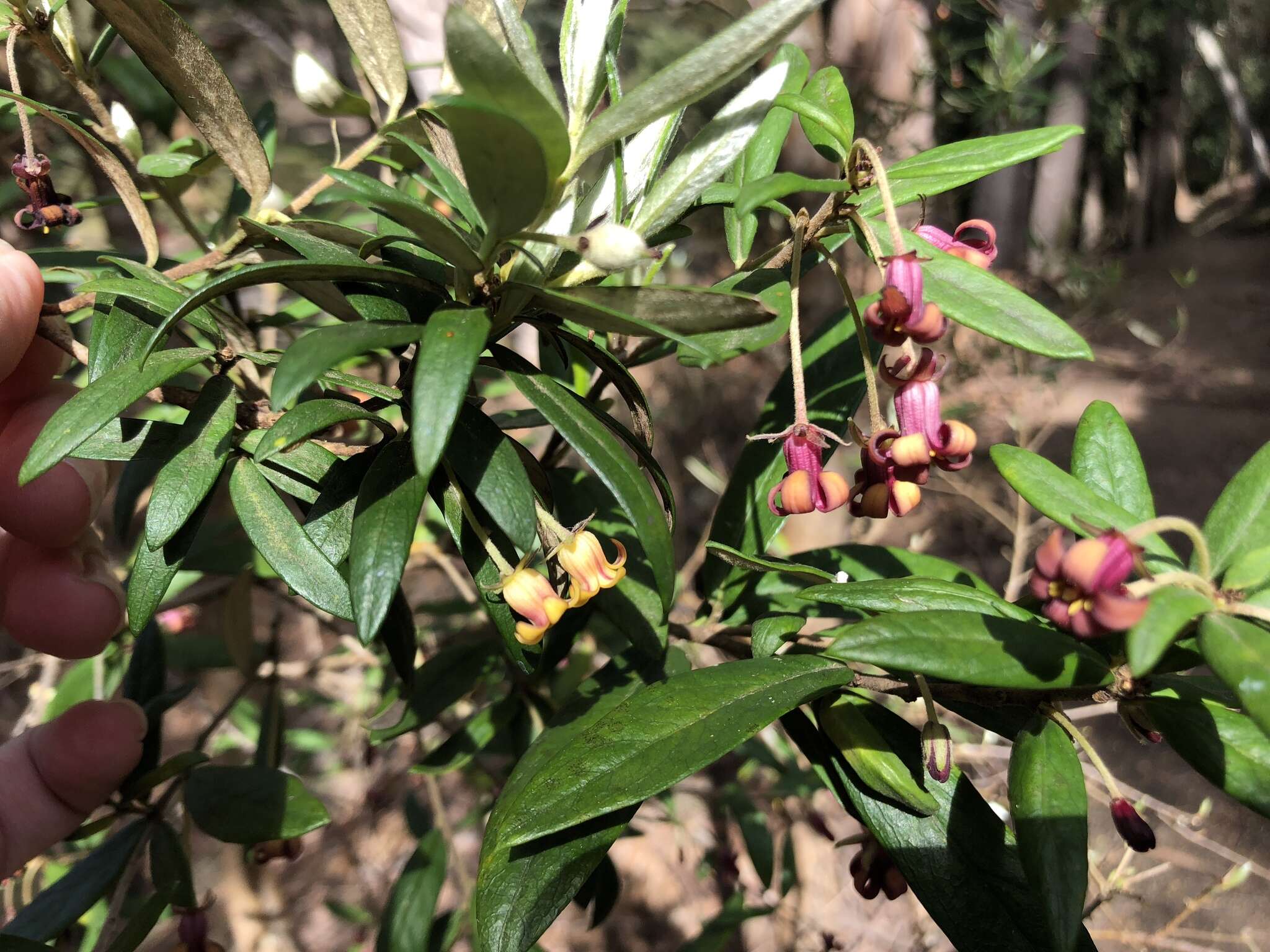 Image de Pittosporum bicolor Hook.