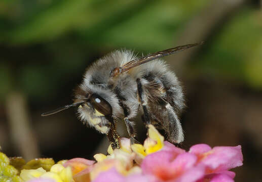 Image of Anthophora plumipes (Pallas 1772)