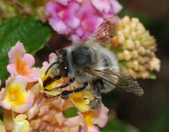 Image of Anthophora plumipes (Pallas 1772)