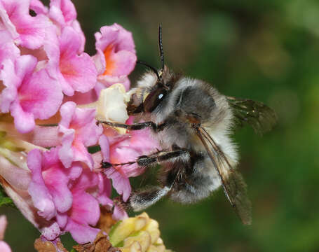 Image of Anthophora plumipes (Pallas 1772)