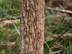 Image of Allocasuarina decussata (Benth.) L. A. S. Johnson