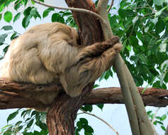 Image of sloth