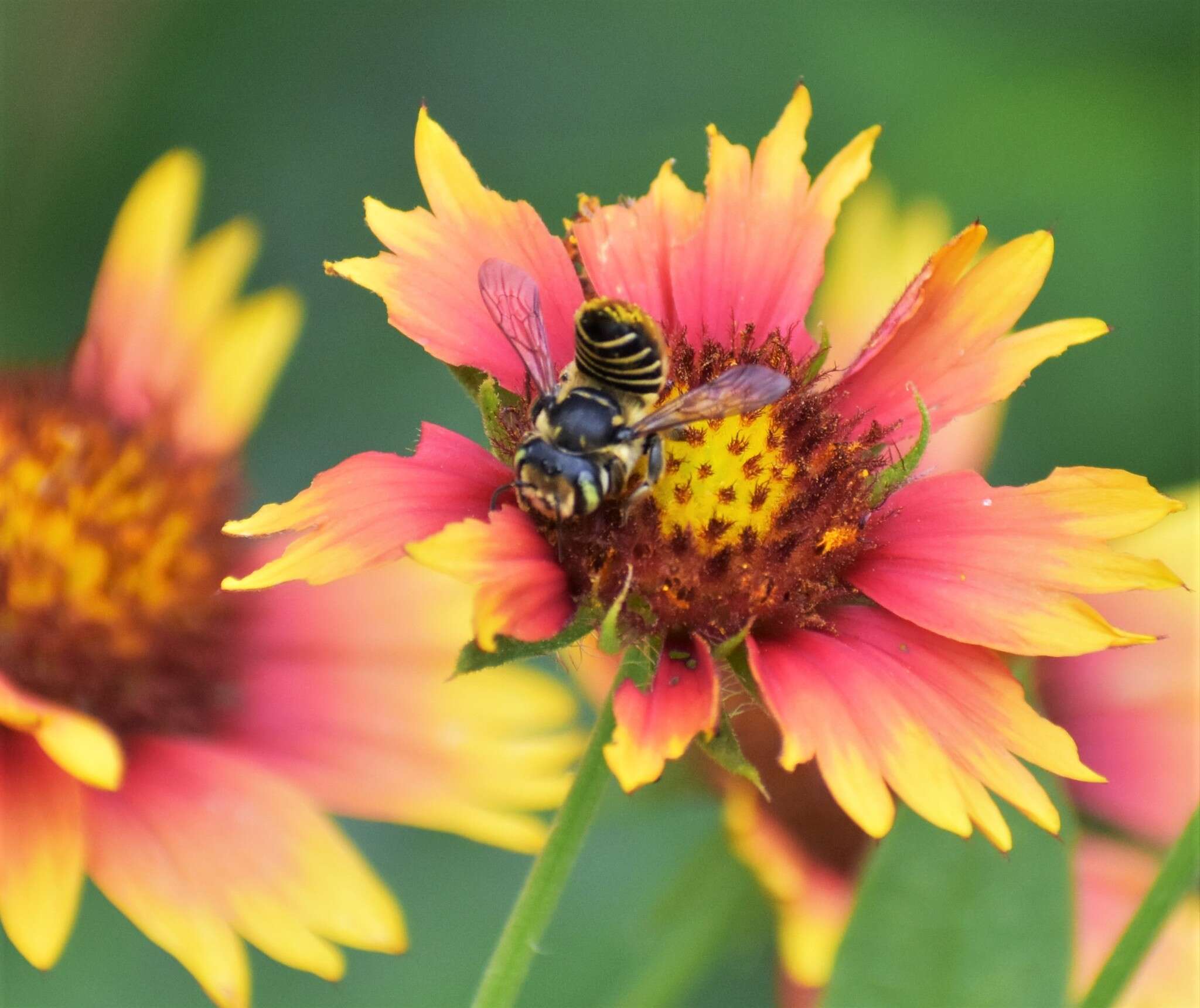 Image of White-footed Leaf-cutter Bee