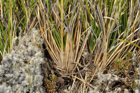 Image of Chionochloa australis (Buchanan) Zotov