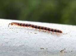 Image of Millipede