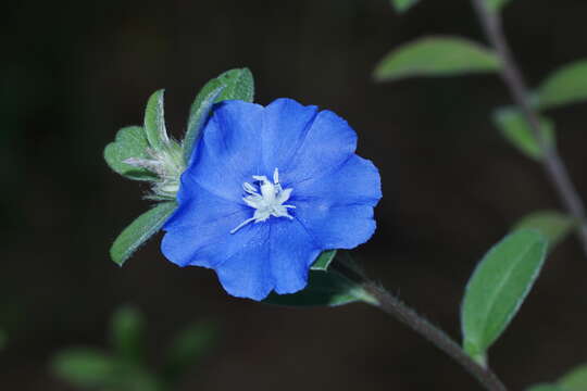 Image of slender dwarf morning-glory