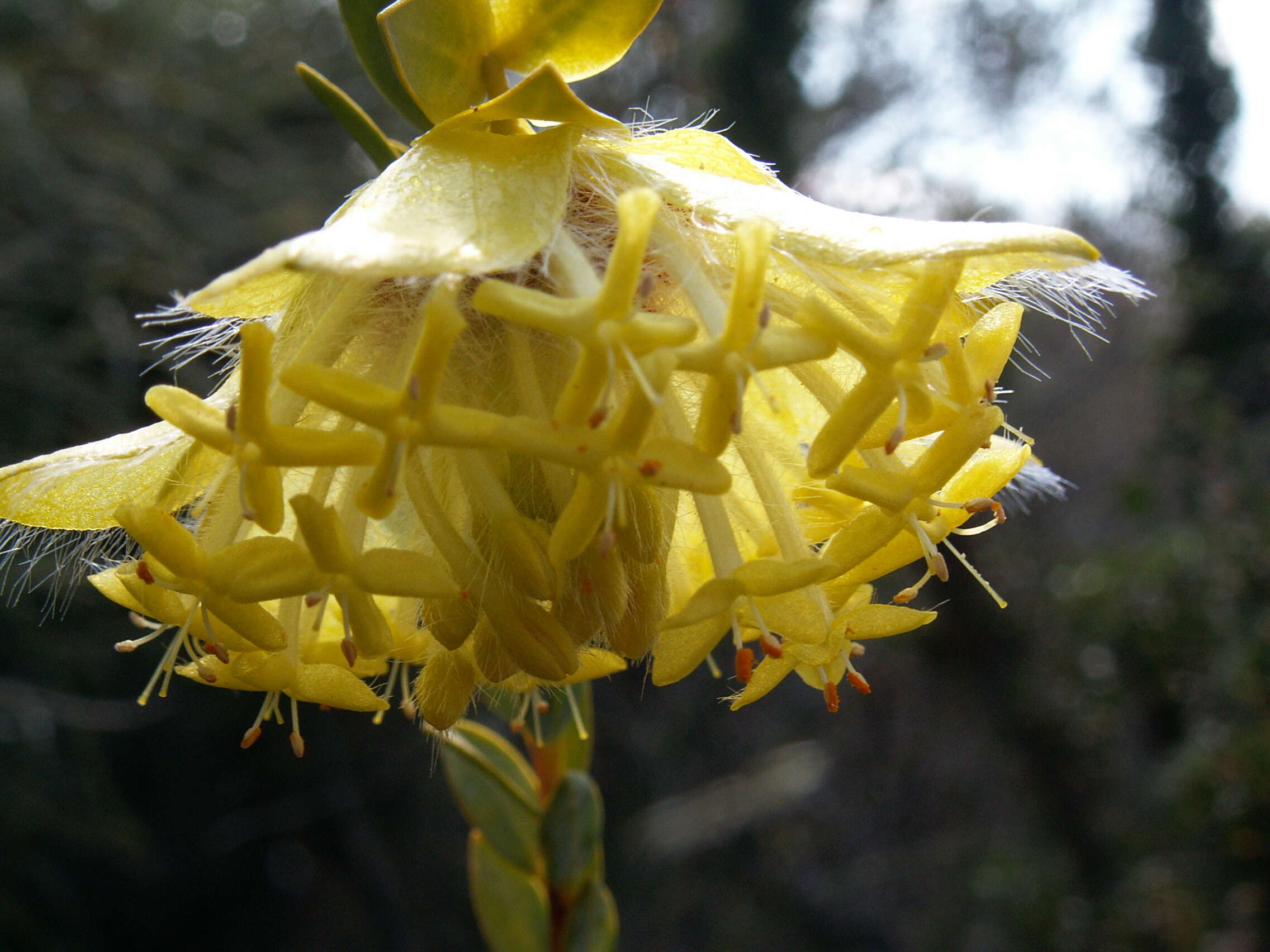 صورة Pimelea suaveolens Meissn.