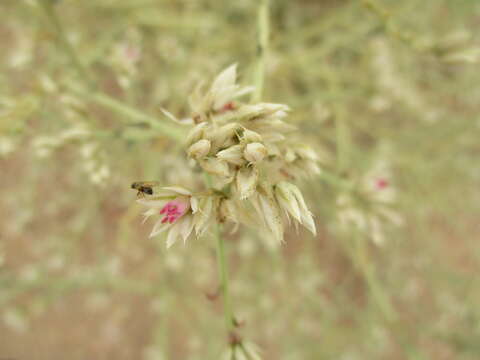 Sivun Hermbstaedtia spathulifolia (Engl.) Bak. kuva