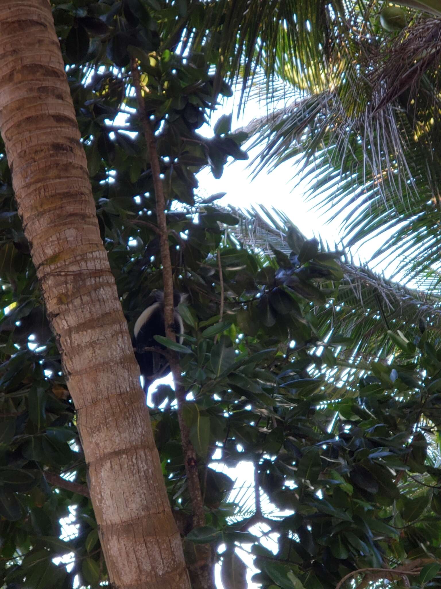 Colobus angolensis palliatus Peters 1868 resmi