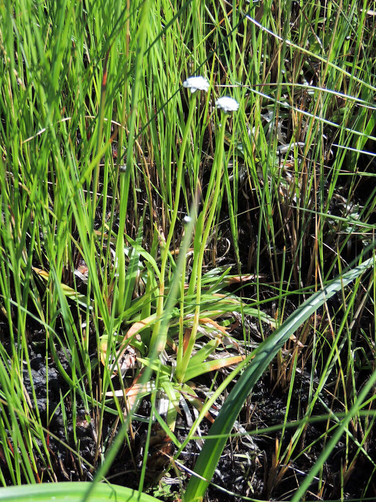 Image of Eriocaulon dregei Hochst.