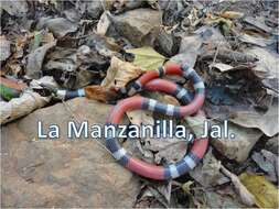 Image of Balsan Coral Snake