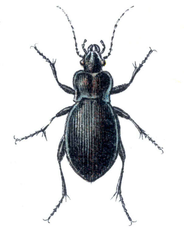 Image of Winstanley Ground Beetle