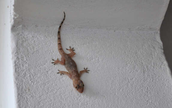 Image of Common House Gecko