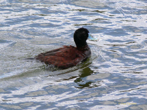 Image of Blue-billed Duck