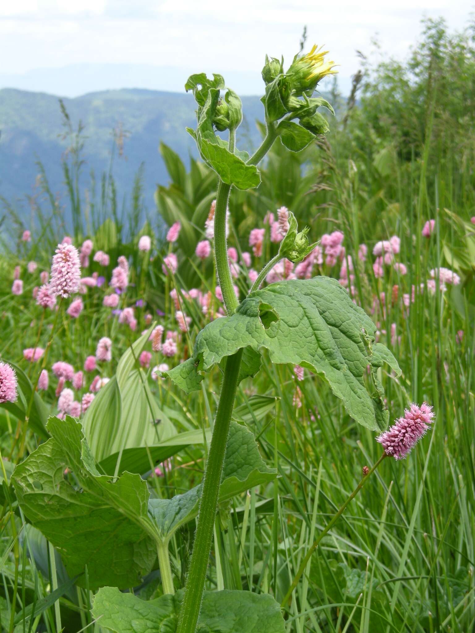 Слика од Doronicum macrophyllum Fisch.