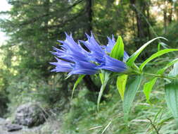 Image of Gentiana asclepiadea L.