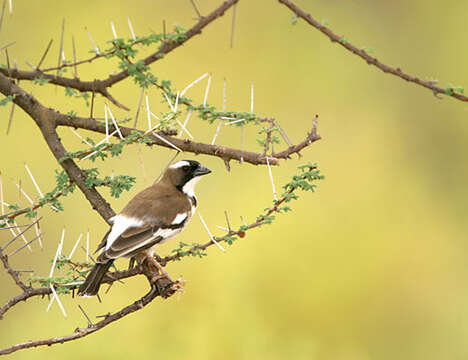 Image of sparrow-weaver