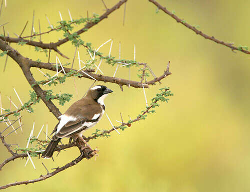 Image of sparrow-weaver