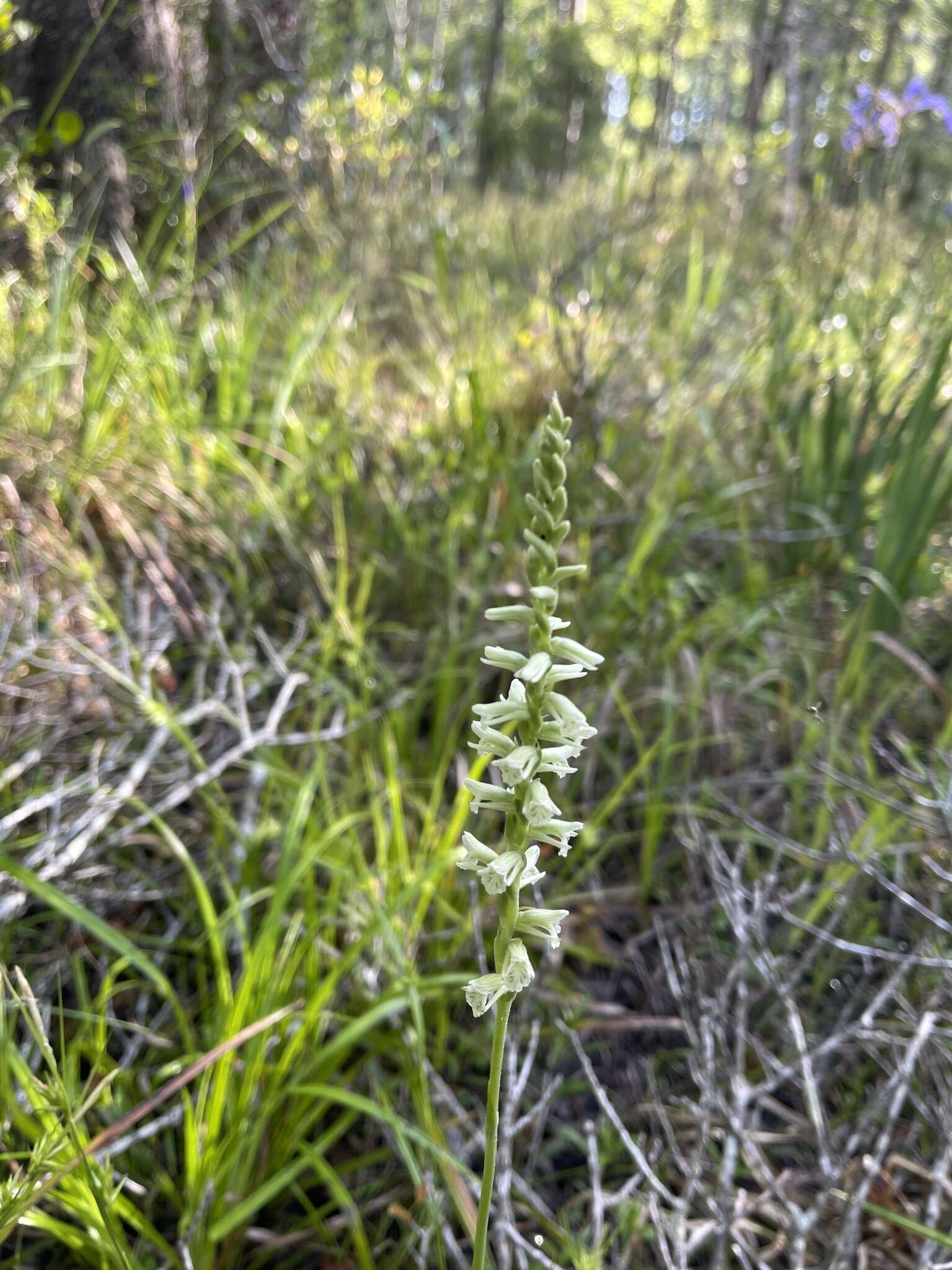 Image of Spiranthes sylvatica P. M. Br.