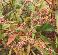 Sivun Persicaria extremiorientalis (Vorosh.) N. N. Tzvel. kuva