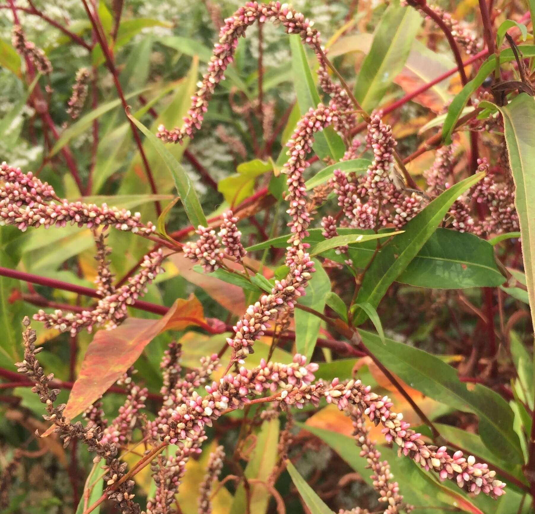 Sivun Persicaria extremiorientalis (Vorosh.) N. N. Tzvel. kuva