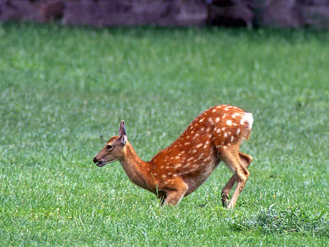 Imagem de Cervus nippon Temminck 1838