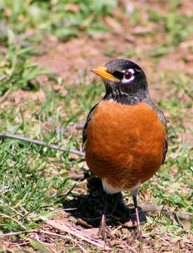 Image of American Robin